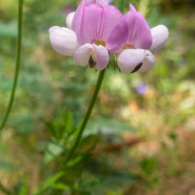 Lotus australis (Austral Trefoil) at Rendezvous Creek, ACT - 27 Jan 2022 by Jek