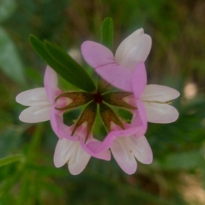 Lotus australis at Rendezvous Creek, ACT - 27 Jan 2022