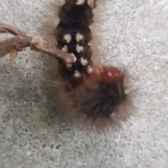 Aloa marginata (Donovan's Tiger Moth) at Watson, ACT - 22 Jan 2022 by MAX