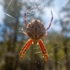 Backobourkia sp. (genus) at Rendezvous Creek, ACT - 27 Jan 2022