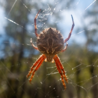 Backobourkia sp. (genus) (An orb weaver) at Rendezvous Creek, ACT - 27 Jan 2022 by Jek