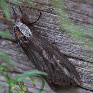 Endoxyla encalypti at Cook, ACT - 29 Jan 2022