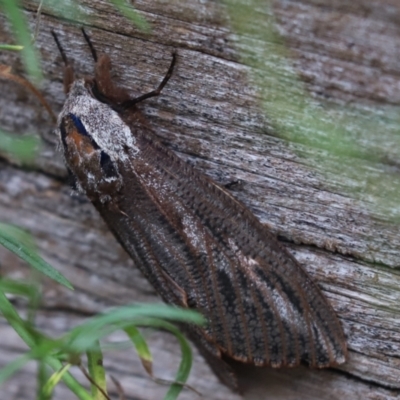 Endoxyla encalypti (Wattle Goat Moth) at Cook, ACT - 28 Jan 2022 by Tammy