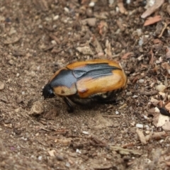 Chondropyga dorsalis (Cowboy beetle) at Cook, ACT - 29 Jan 2022 by Tammy