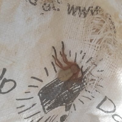 Delena cancerides (Social huntsman spider) at Mount Majura - 23 Jan 2022 by MAX