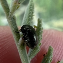 Ditropidus sp. (genus) at Murrumbateman, NSW - 29 Jan 2022