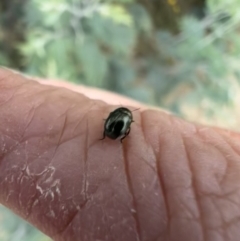 Ditropidus sp. (genus) at Murrumbateman, NSW - 29 Jan 2022