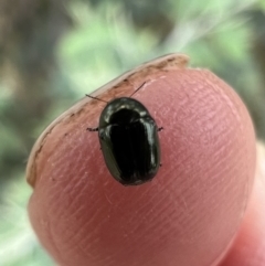 Ditropidus sp. (genus) at Murrumbateman, NSW - 29 Jan 2022