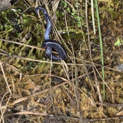 Caenoplana coerulea (Blue Planarian, Blue Garden Flatworm) at Red Hill Nature Reserve - 21 Jan 2022 by JaceWT