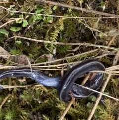 Caenoplana coerulea at Garran, ACT - 21 Jan 2022