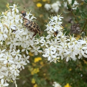 Neorrhina punctata at Garran, ACT - 21 Jan 2022