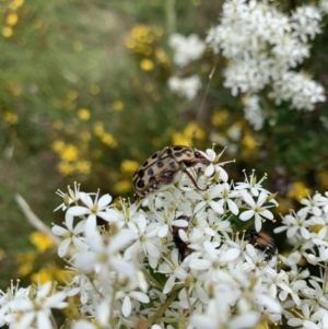 Neorrhina punctata at Garran, ACT - 21 Jan 2022