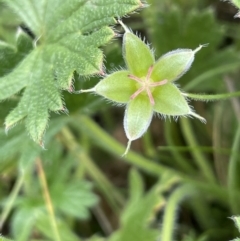 Geranium antrorsum (Rosetted Cranesbill) at Mount Clear, ACT - 28 Jan 2022 by JaneR