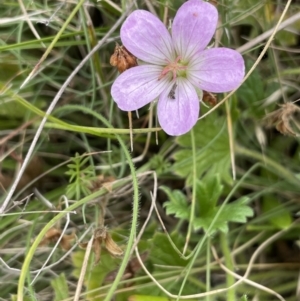 Geranium antrorsum at Mount Clear, ACT - 28 Jan 2022 01:00 PM