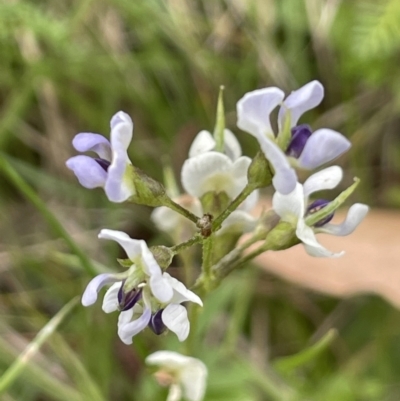 Glycine clandestina (Twining Glycine) at Mount Clear, ACT - 28 Jan 2022 by JaneR