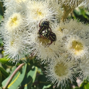 Eupoecila australasiae at Molonglo Valley, ACT - 27 Jan 2022