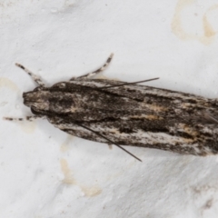 Ardozyga undescribed species nr amblopis (A Gelechioid moth) at Melba, ACT - 9 Nov 2021 by kasiaaus