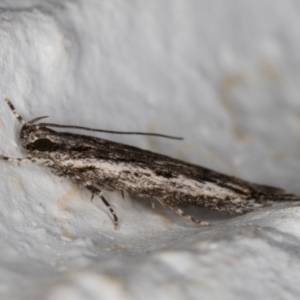 Ardozyga undescribed species nr amblopis at Melba, ACT - 9 Nov 2021