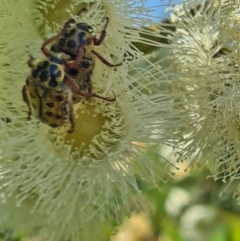 Neorrhina punctatum (Spotted flower chafer) at Molonglo Valley, ACT - 27 Jan 2022 by galah681