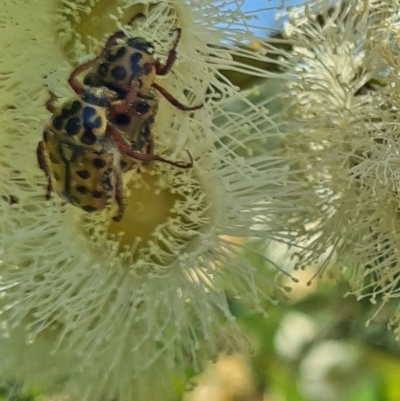 Neorrhina punctata (Spotted flower chafer) at National Arboretum Forests - 27 Jan 2022 by galah681