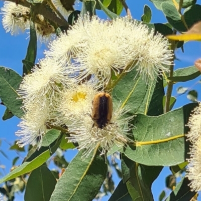 Chondropyga dorsalis (Cowboy beetle) at National Arboretum Forests - 27 Jan 2022 by galah681