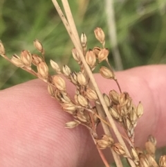 Juncus subsecundus (Finger Rush) at Deakin, ACT - 29 Jan 2022 by Tapirlord