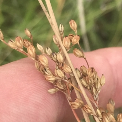 Juncus subsecundus (Finger Rush) at Deakin, ACT - 28 Jan 2022 by Tapirlord