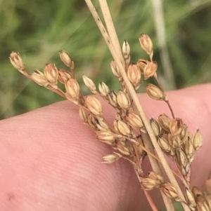 Juncus subsecundus at Deakin, ACT - 29 Jan 2022