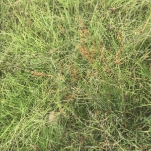 Juncus subsecundus at Deakin, ACT - 29 Jan 2022