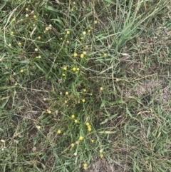 Calotis lappulacea (Yellow Burr Daisy) at Deakin, ACT - 28 Jan 2022 by Tapirlord