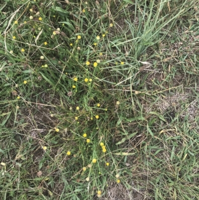 Calotis lappulacea (Yellow Burr Daisy) at Deakin, ACT - 29 Jan 2022 by Tapirlord