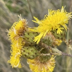 Podolepis jaceoides (Showy Copper-wire Daisy) at Mount Clear, ACT - 28 Jan 2022 by JaneR