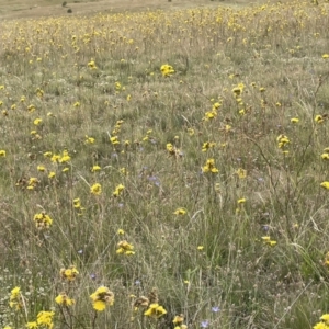 Podolepis jaceoides at Mount Clear, ACT - 28 Jan 2022