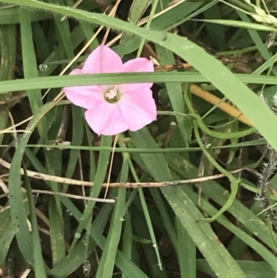 Convolvulus angustissimus subsp. angustissimus (Australian Bindweed) at Deakin, ACT - 28 Jan 2022 by Tapirlord