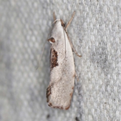 Tymbophora peltastis (A Xyloryctid moth (Xyloryctidae)) at O'Connor, ACT - 23 Jan 2022 by ibaird