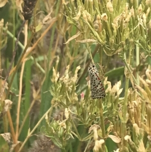 Utetheisa pulchelloides at Deakin, ACT - 29 Jan 2022