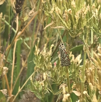 Utetheisa pulchelloides (Heliotrope Moth) at Deakin, ACT - 29 Jan 2022 by Tapirlord