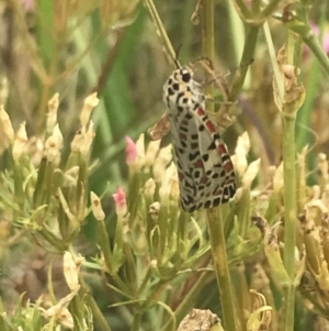 Utetheisa pulchelloides at Deakin, ACT - 29 Jan 2022