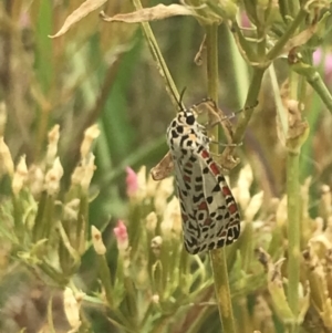 Utetheisa pulchelloides at Deakin, ACT - 29 Jan 2022 10:23 AM