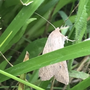 Mythimna (Pseudaletia) convecta at Deakin, ACT - 29 Jan 2022