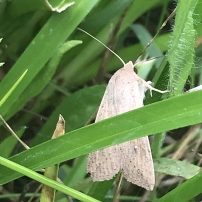 Mythimna (Pseudaletia) convecta (Common Armyworm) at Deakin, ACT - 28 Jan 2022 by Tapirlord