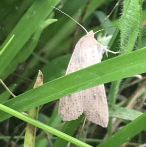 Mythimna (Pseudaletia) convecta at Deakin, ACT - 29 Jan 2022