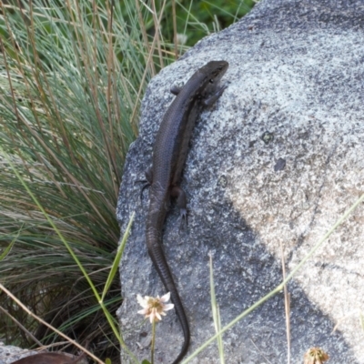 Liopholis montana (Mountain Skink, Tan-backed Skink) at Cotter River, ACT - 27 Jan 2022 by RAllen