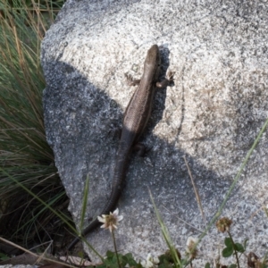 Liopholis montana at Cotter River, ACT - suppressed