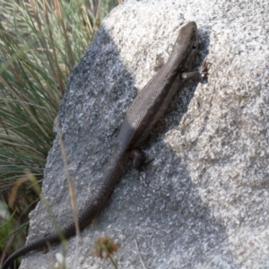 Liopholis montana at Cotter River, ACT - suppressed