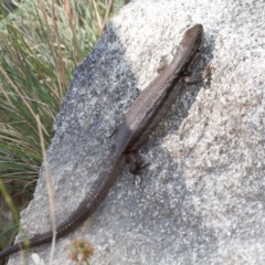 Liopholis montana at Cotter River, ACT - suppressed