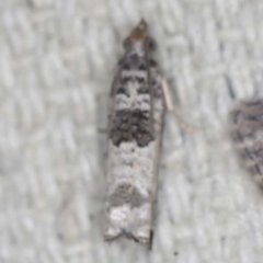 Spilonota constrictana (A Tortricid moth) at O'Connor, ACT - 23 Jan 2022 by ibaird