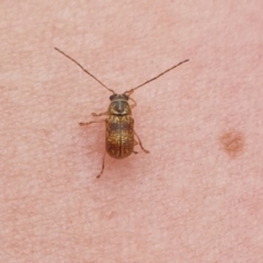 Cryptocephalinae (sub-family) (A case-bearing leaf beetle) at Goulburn, NSW - 28 Dec 2021 by Rixon