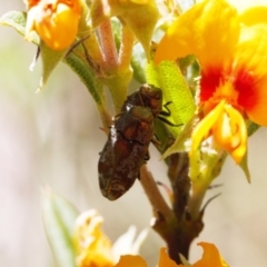 Diphucrania sp. (genus) at Cotter River, ACT - 27 Jan 2022