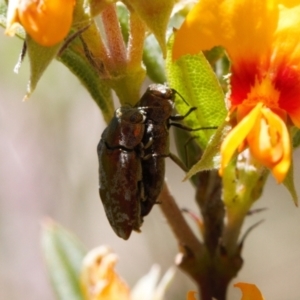 Diphucrania sp. (genus) at Cotter River, ACT - 27 Jan 2022